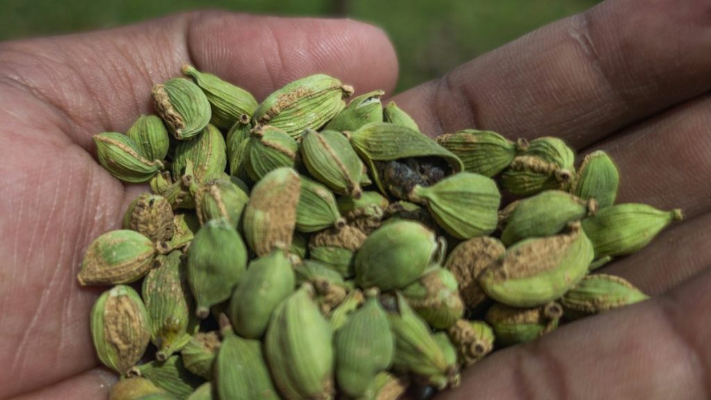 Green cardamom pods held in a hand for size grading